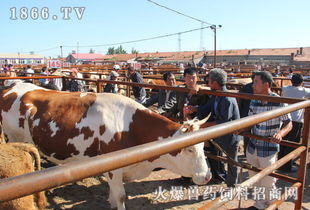 四川筠连成为川南地区有名的活牛交易集散地