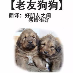 粤语特有的15种狗,其他地方少有 第2种直接笑喷