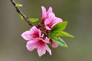 关于桃花的诗句歌曲