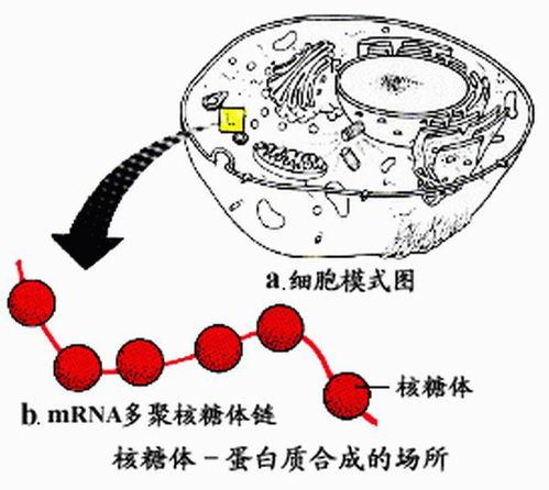 核糖体的合成过程 