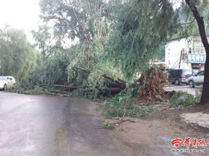 宝塔区突遇大风天气 河庄坪街道多棵柳树倒地 有汽车被砸 