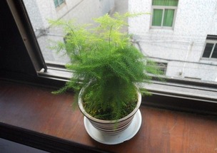 文竹怎么种植,三文竹怎么养？