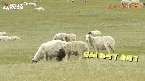 蒙古国30000只羊,长成这样了 一大波实拍来袭