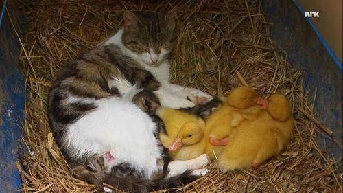 猫妈妈收养了一窝小鸭子,也是操碎了心 搜狐宠物 搜狐网 
