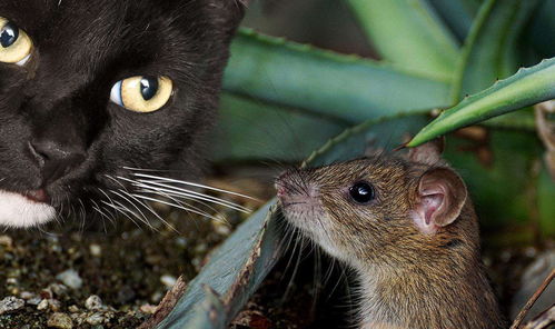 猫为何会喜欢吃老鼠 老鼠身上那么脏,猫吃了为什么不会生病 