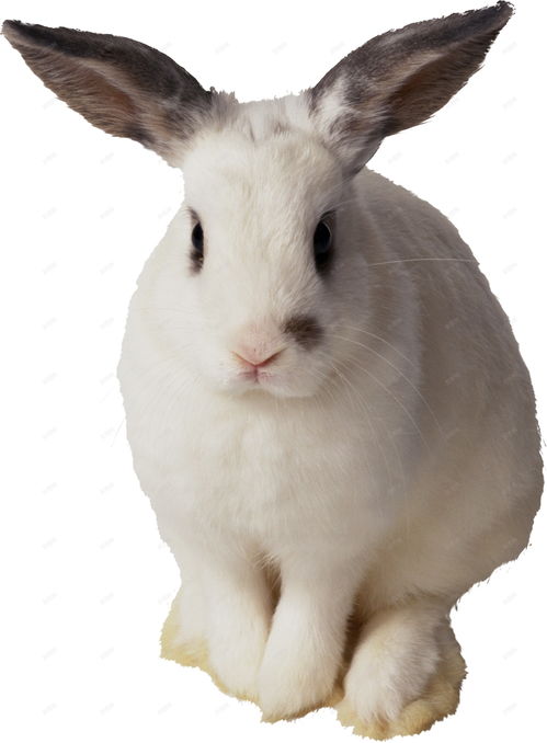 兔野兔 月兔素材 