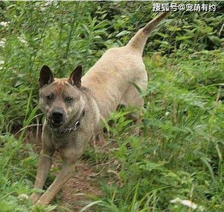 中华两大名猎,湖北箭毛猎犬和川东猎犬,现已处在灭绝的边缘