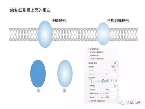 干货 如何用PPT做高大上的SCI文章图