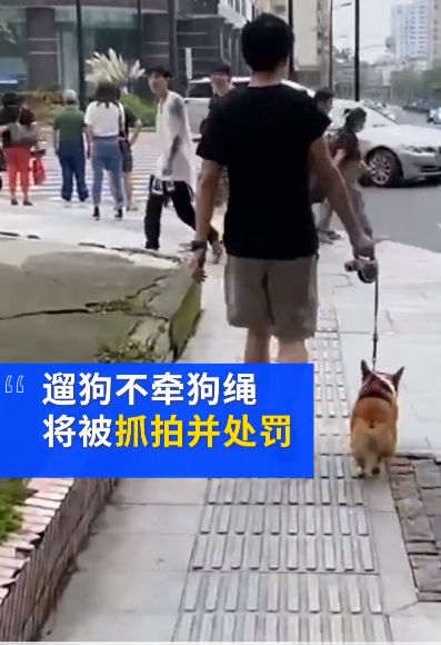遛狗不牵绳 处罚将执行 上海不牵绳遛狗将被抓拍处罚