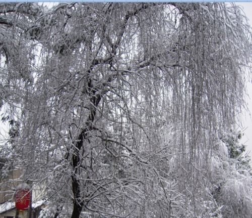 昨夜一场大雪,树上挂满了雪花,你会想到哪句诗来描绘眼前的景象