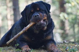 盘点世界顶尖猛犬,犬中最强,称霸宝座