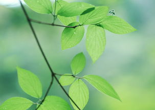 叶子植物树叶素材叶脉枝叶图片绿色背景