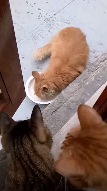 两只家猫竟然害怕一只外来小猫,这下猫粮被吃光了 