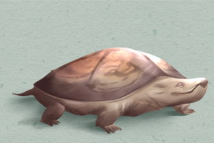 梦到巨型龟有什么预示,500千克的巨型龟类！棱皮龟原来这么能吃
