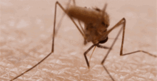 科普知识 一吸一个准 蚊子是如何找到我们的血管 