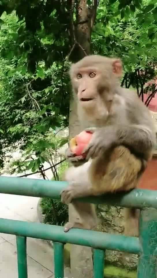 动物园的猴子还挑食,只吃苹果,其他的都不吃 