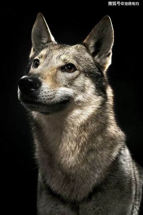 捷克狼犬, 有着狼的威严,犬的忠诚,是狼和犬的完美结合