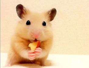仓鼠吃什么东西最健康,小仓鼠吃什么食物最健康？