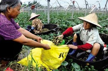 汉乐府 江南 中的诗句 莲叶何田田 里的 田田 是什么意思