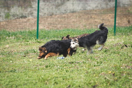 边境牧羊犬如何训练大小便,狗狗多久可学会 