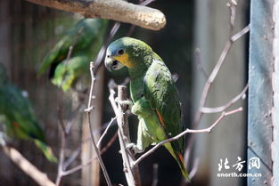 天津动物园首次引进巨嘴鸟 今日正式亮相