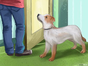 13种方法来训练狗狗 
