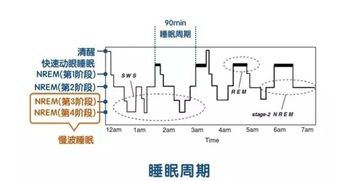 正相睡眠和异相睡眠是什么意思 