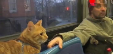 猫咪每天独自坐公交,司机师傅每次都等它上车,原因让人泪崩 