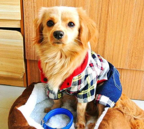 冬天寒冷,给狗狗穿衣服是为了它们好 那可能只是你的一厢情愿