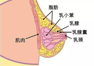 正确了解乳房的＂发展史＂(乳房发育描述)