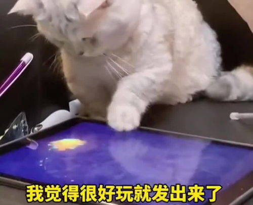 猫咪扒拉平板电脑找游戏玩,自娱自乐的最高境界 