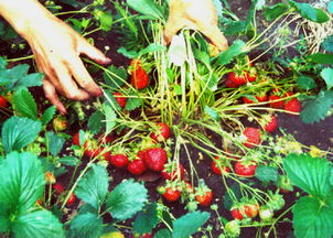 四季草莓的种植方法和技术,四季草莓苗怎么养才能长得粗壮？