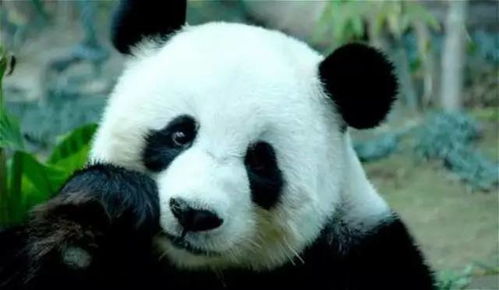 西北最大 全国首个集成VR体验互动的大熊猫馆即将在秦岭野生动物园内正式对外开放啦
