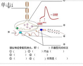 有关运动终板的研究