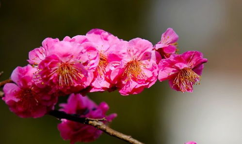 7月,桃花旺盛,姻缘到,幸福脱单,生活美满的4大生肖 生肖牛 生肖龙 生肖马 生肖羊 桃花旺 网易订阅 