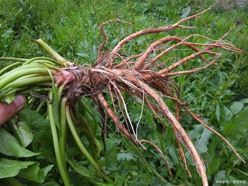 根含 黄金 ,人称 金不换 ,老人说有毒,城里人却当成野菜吃