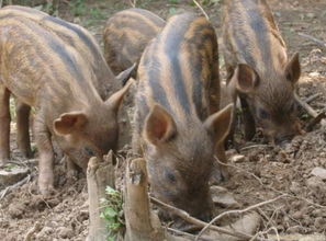 2017年野猪种猪多少钱