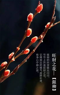 春节快到了,家里放这些植物可以平安招财