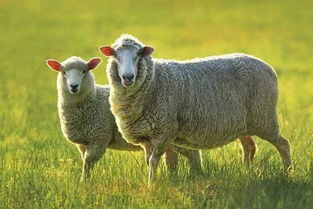 羊年是哪几年 下一个属羊是哪一年