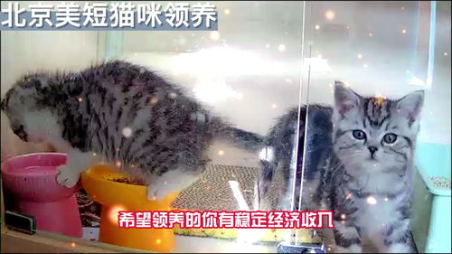 北京美短猫咪领养,三只,2女生1男生 