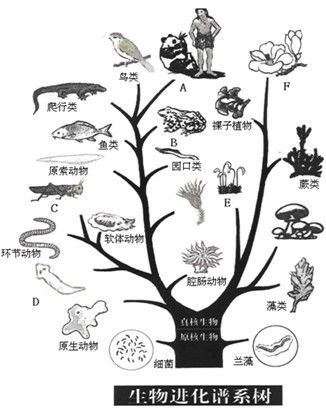 根据图生物进化树回答问题 1 写出图中字母所代表的生物类群名称,A.哺乳类哺乳类B.两栖类两栖类C.节肢动物节肢动物F.被子植物被子植物. 2 从图中可以看出生物进化的趋势是 