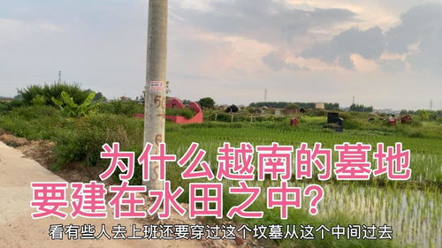 越南农村的墓地为什么会选择建在水田里 咋不懂也不敢问当地人 