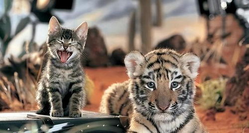 猫科动物之间的残酷现实,老虎会吃掉小猫吗