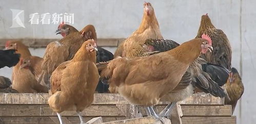 韩国通报一起高致命性禽流感案例 样本来自野生鸟类