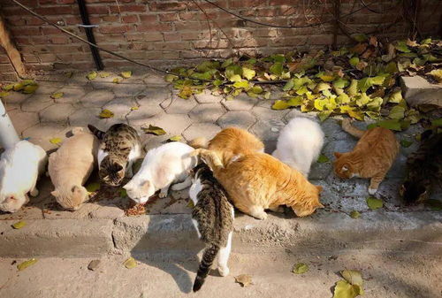 终于 上海首辆流浪猫绝育车进社区拆蛋啦