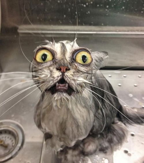 如何给猫咪洗澡,如何给猫咪洗澡不被咬