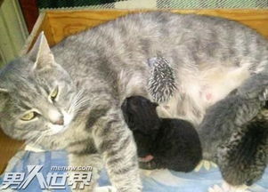 母猫吃小猫有什么预兆 猫为什么会吃自己的孩子 4