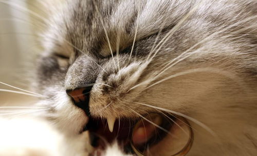 猫咪的嘴里为什么会有味道,这是什么原因引发的,猫咪口臭怎么办