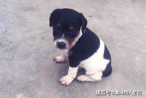 五种打猎最强的中国猛犬,藏獒不上榜,四川这种狗狗最厉害