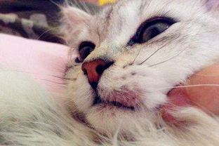 猫咪口炎症状,猫咪口炎症状图片